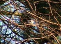 Witkoppigstaartmees [Aegithalos caudatus (var)]